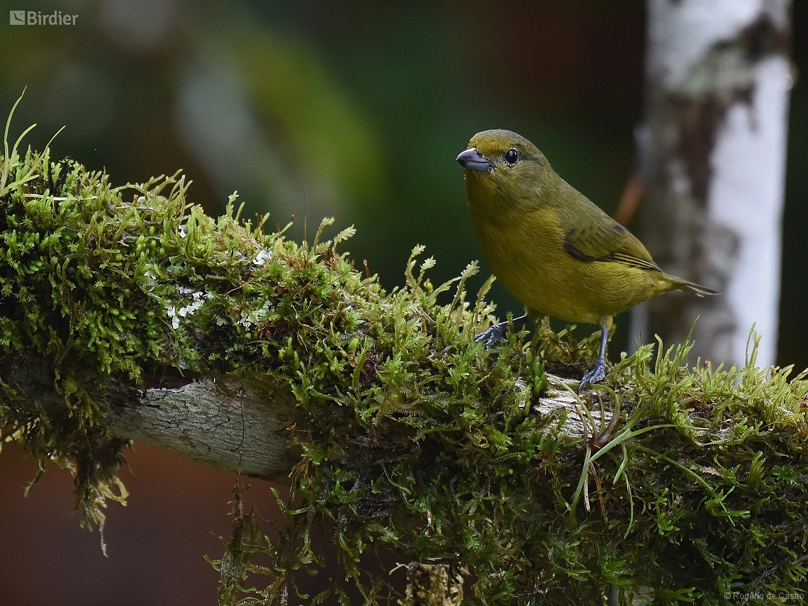 Euphonia violacea
