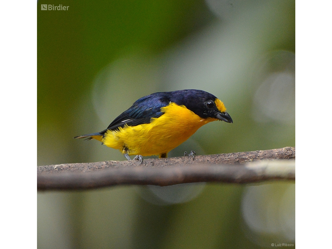 Euphonia violacea