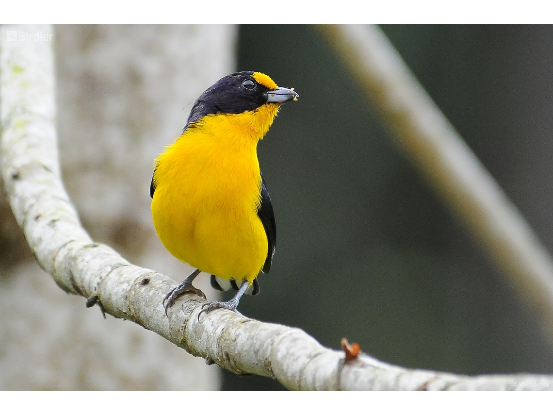 Euphonia violacea