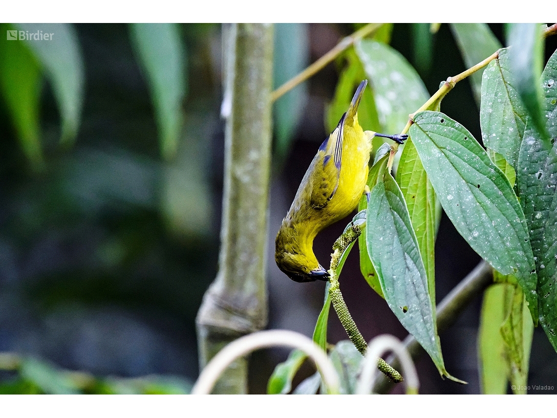 Euphonia violacea