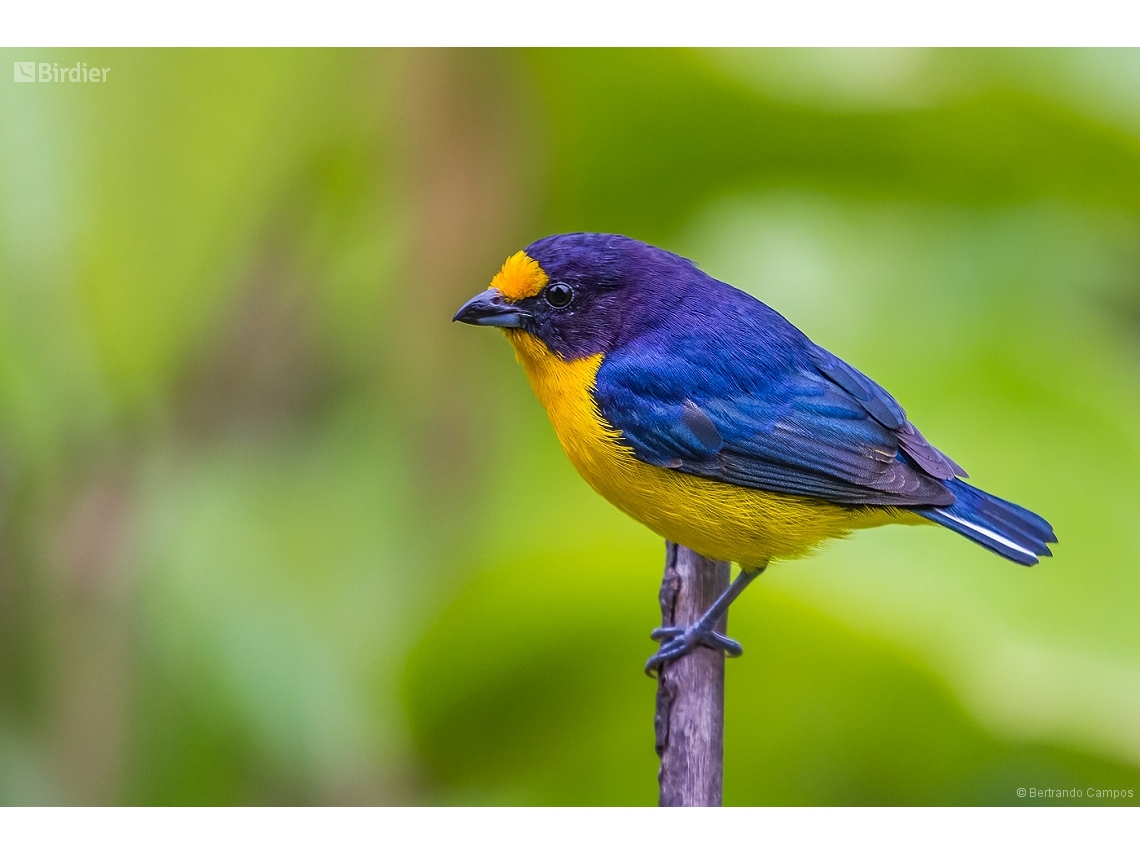 Euphonia violacea
