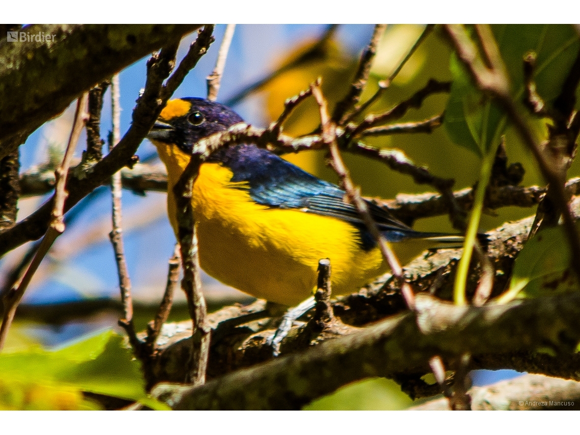 Euphonia violacea