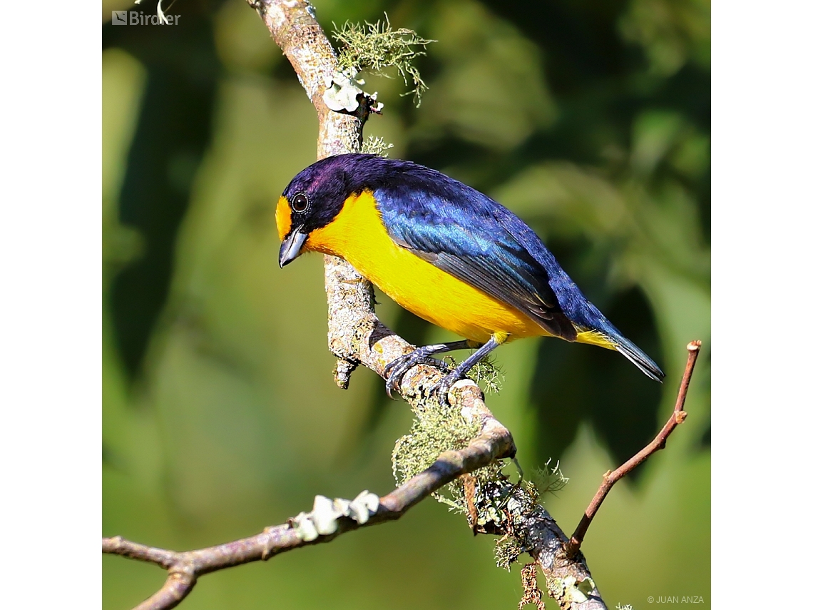 Euphonia violacea