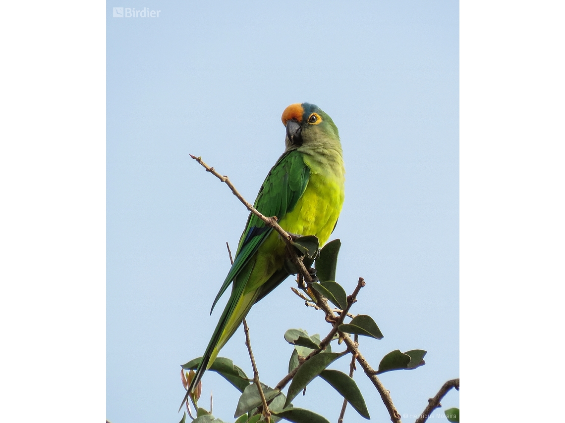 Eupsittula aurea