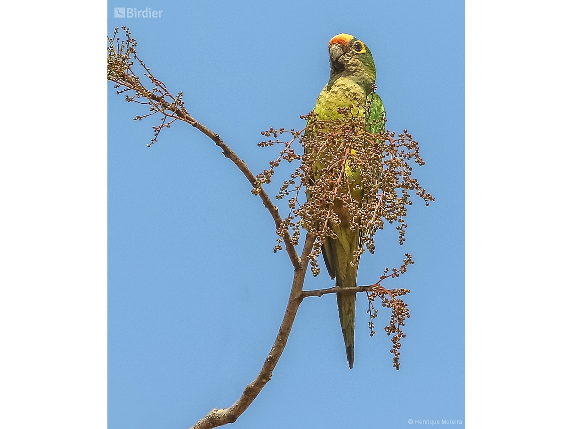 Eupsittula aurea