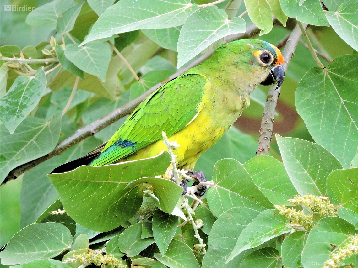 Eupsittula aurea