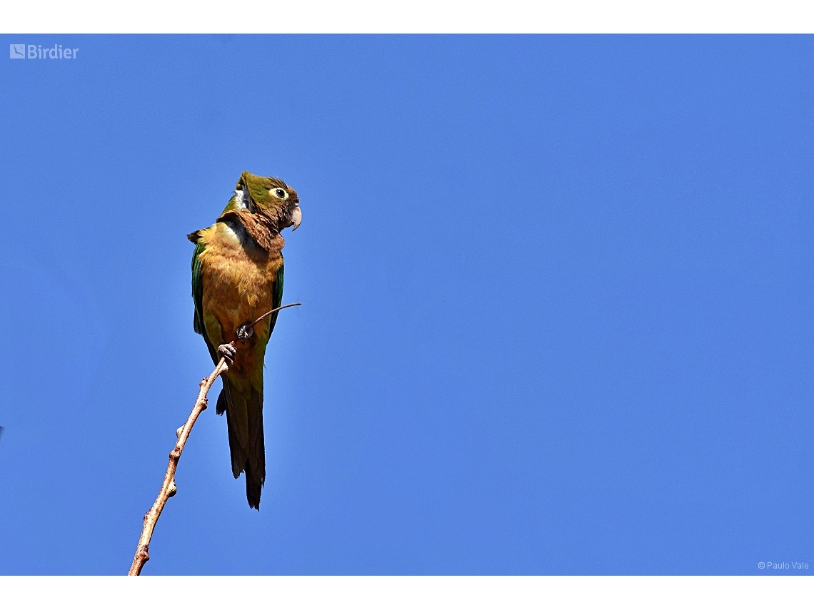 Eupsittula cactorum