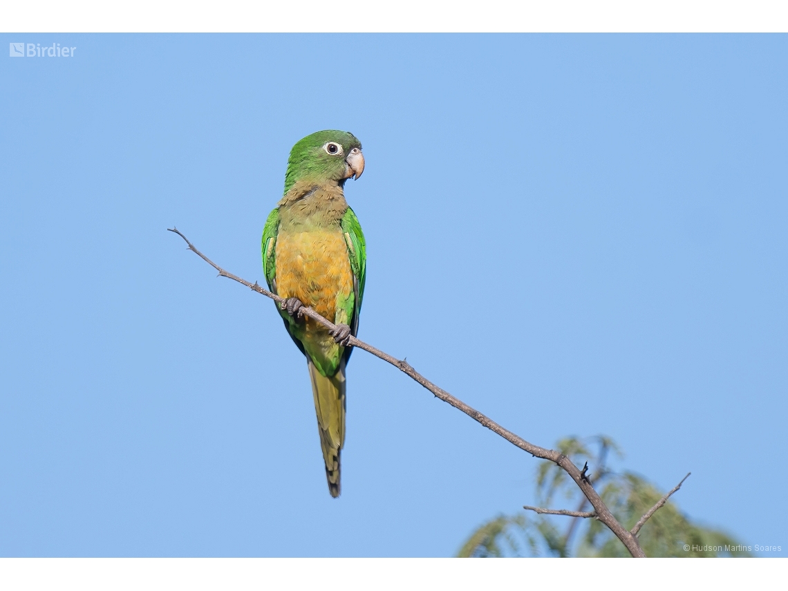 Eupsittula cactorum