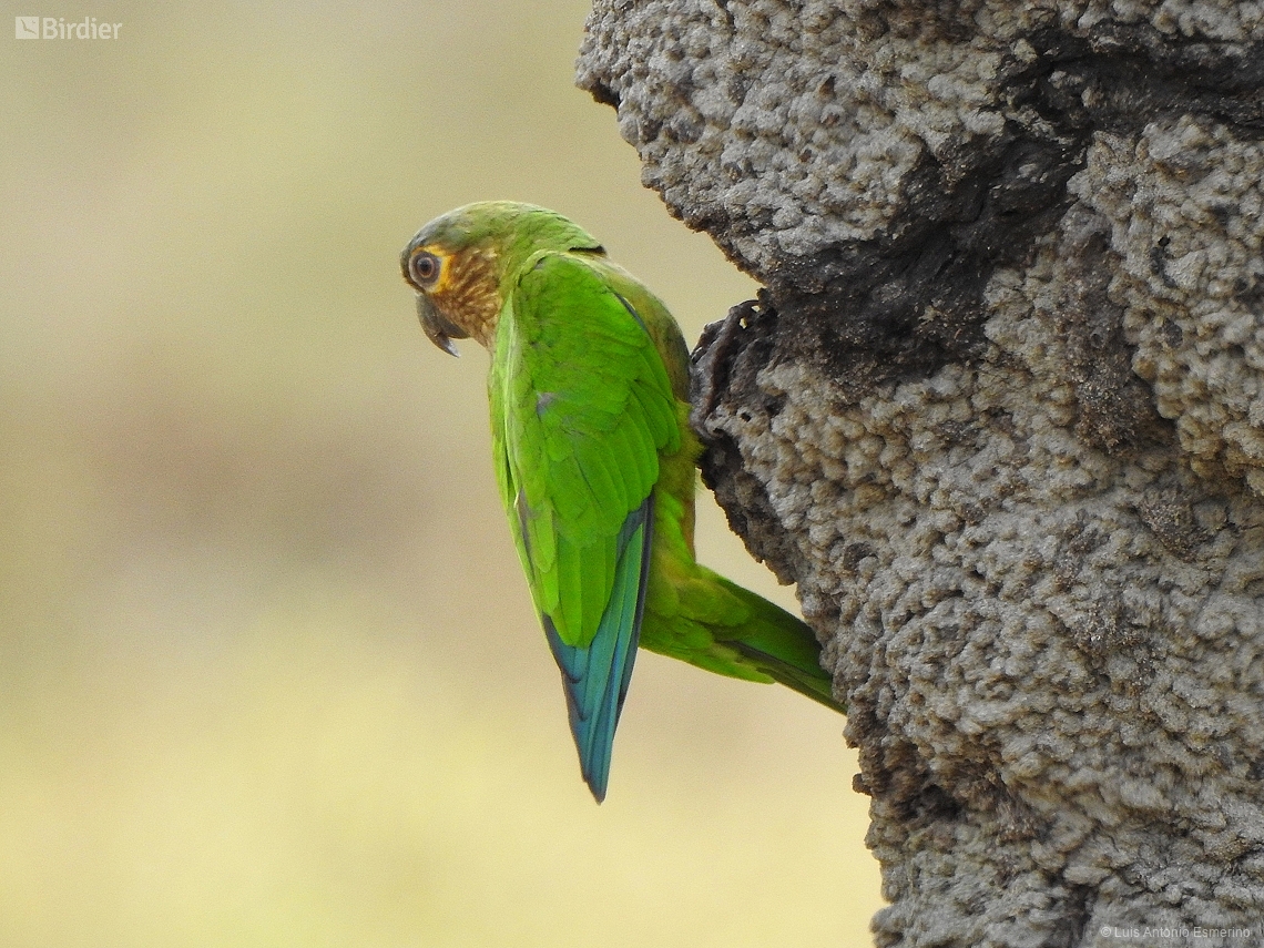Eupsittula pertinax