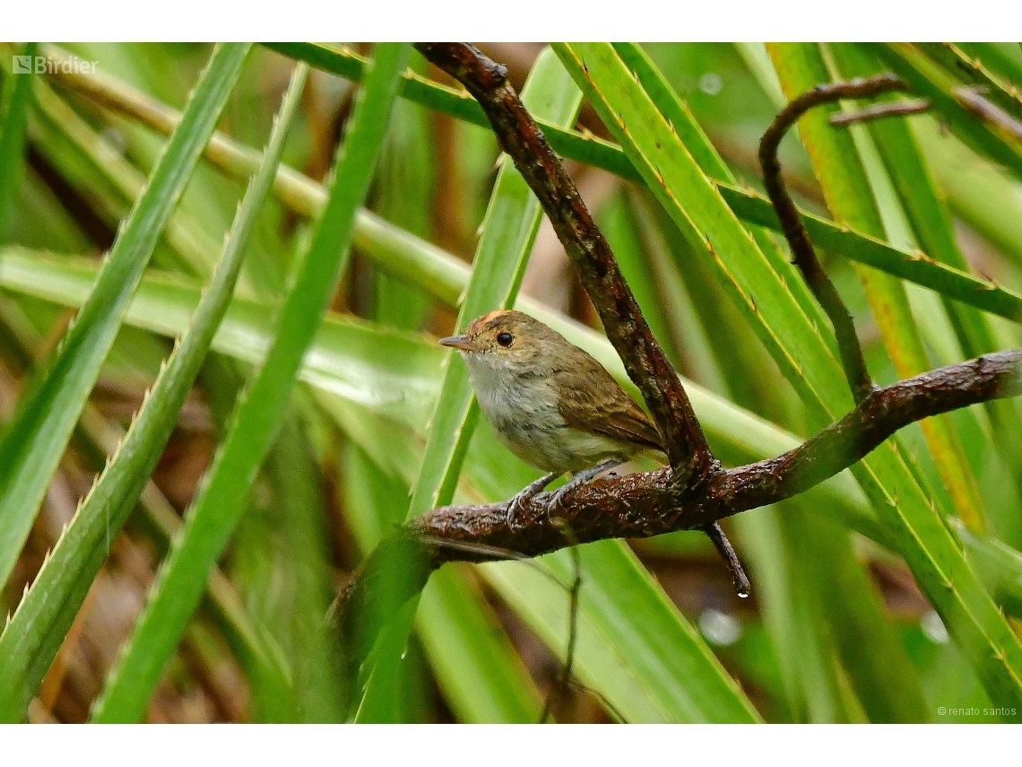 Euscarthmus meloryphus