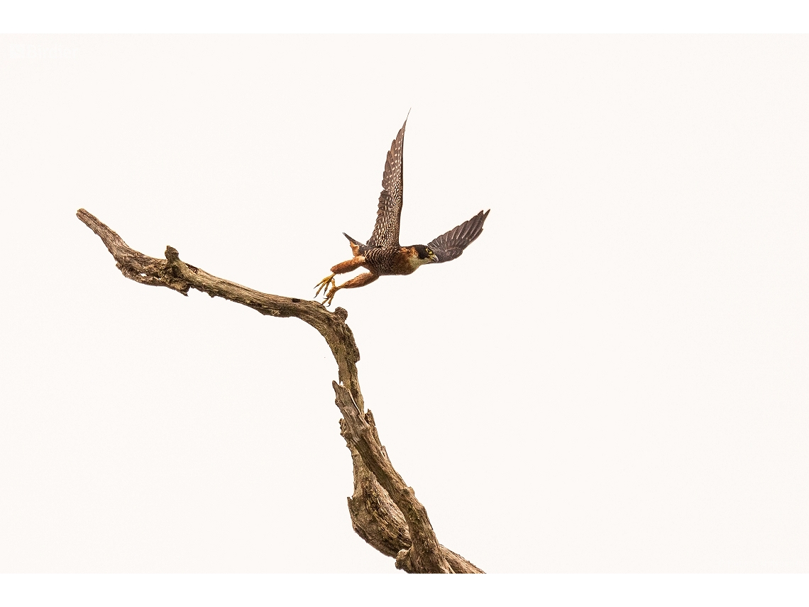 Falco deiroleucus