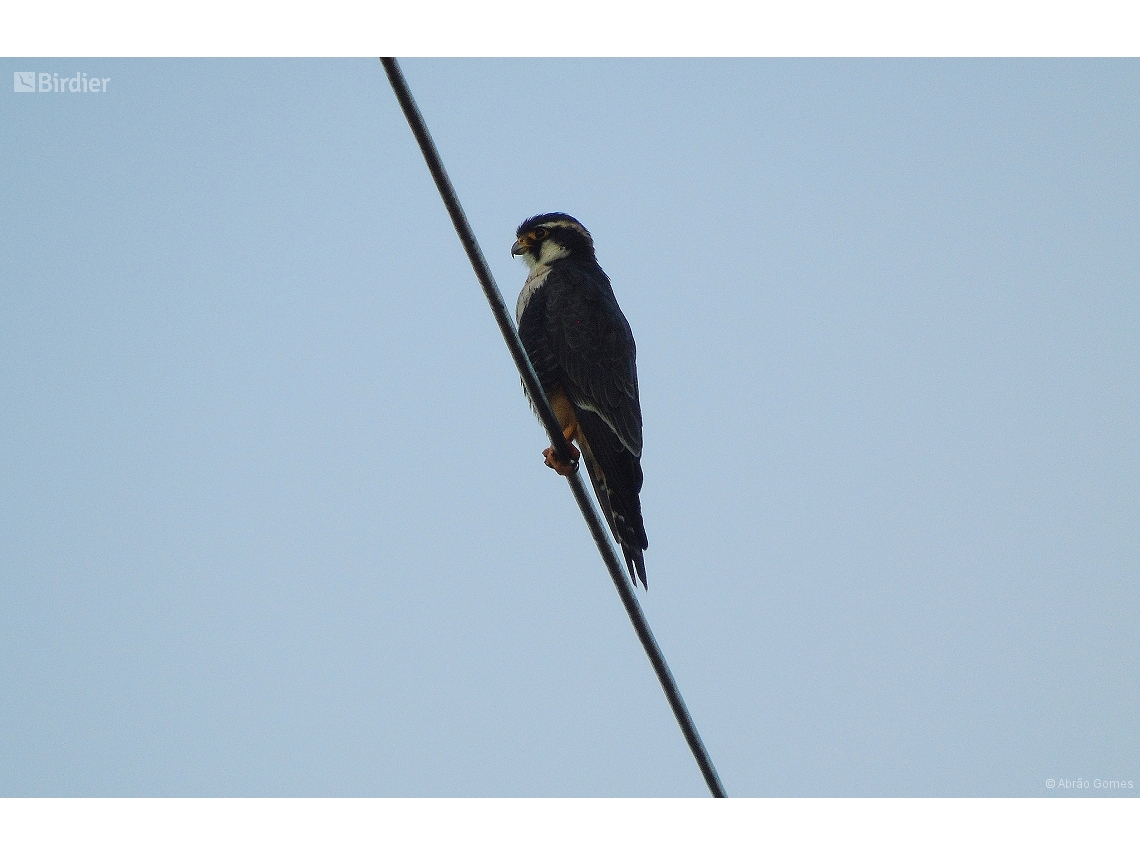 Falco femoralis