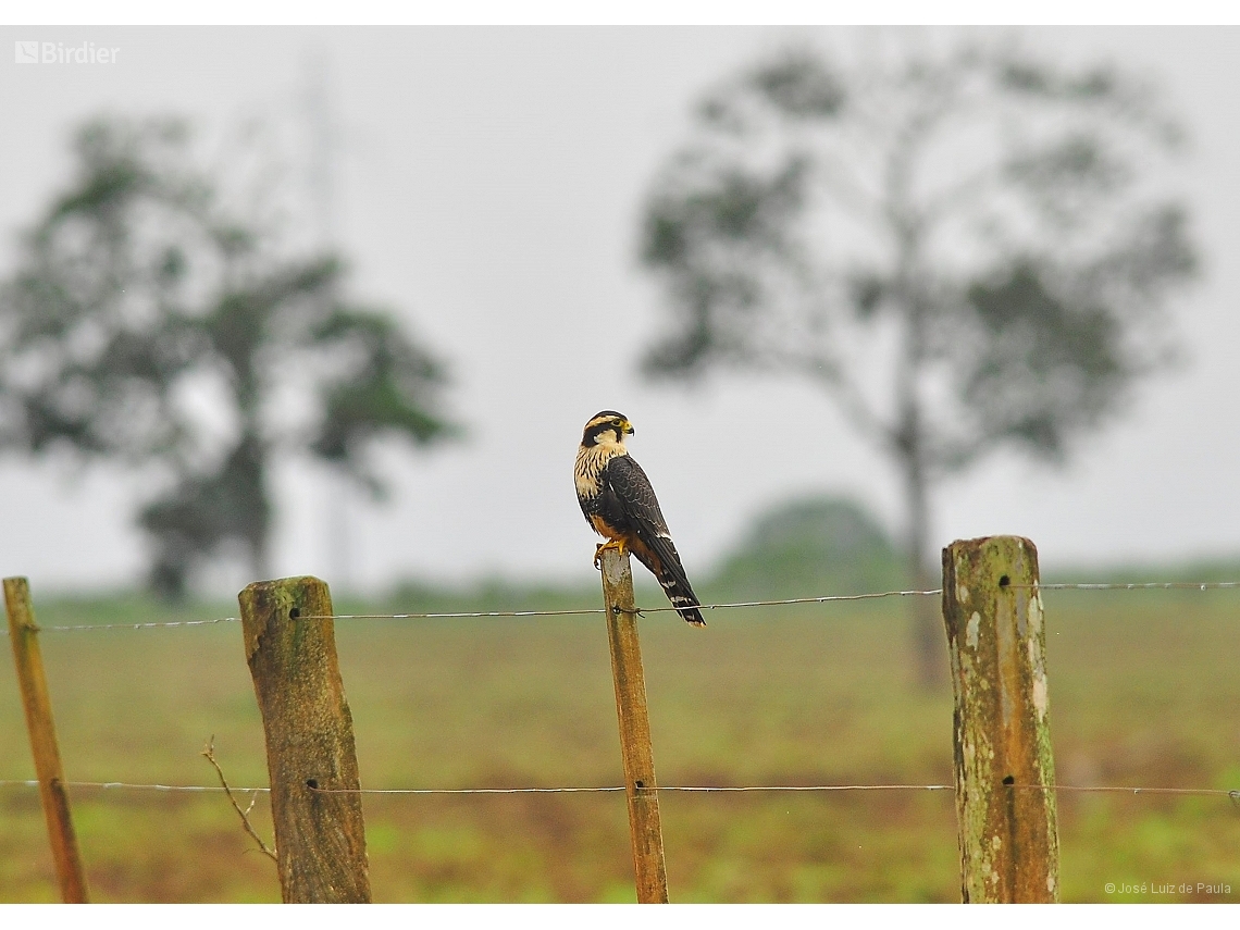Falco femoralis
