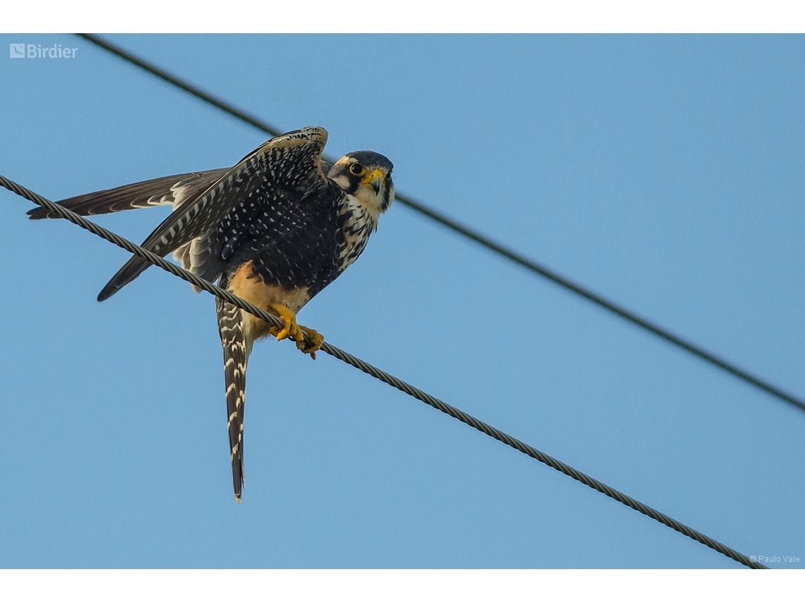 Falco femoralis