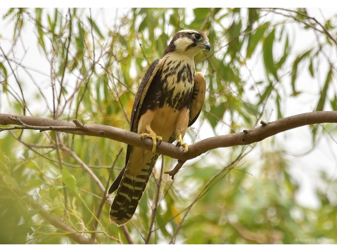 Falco femoralis