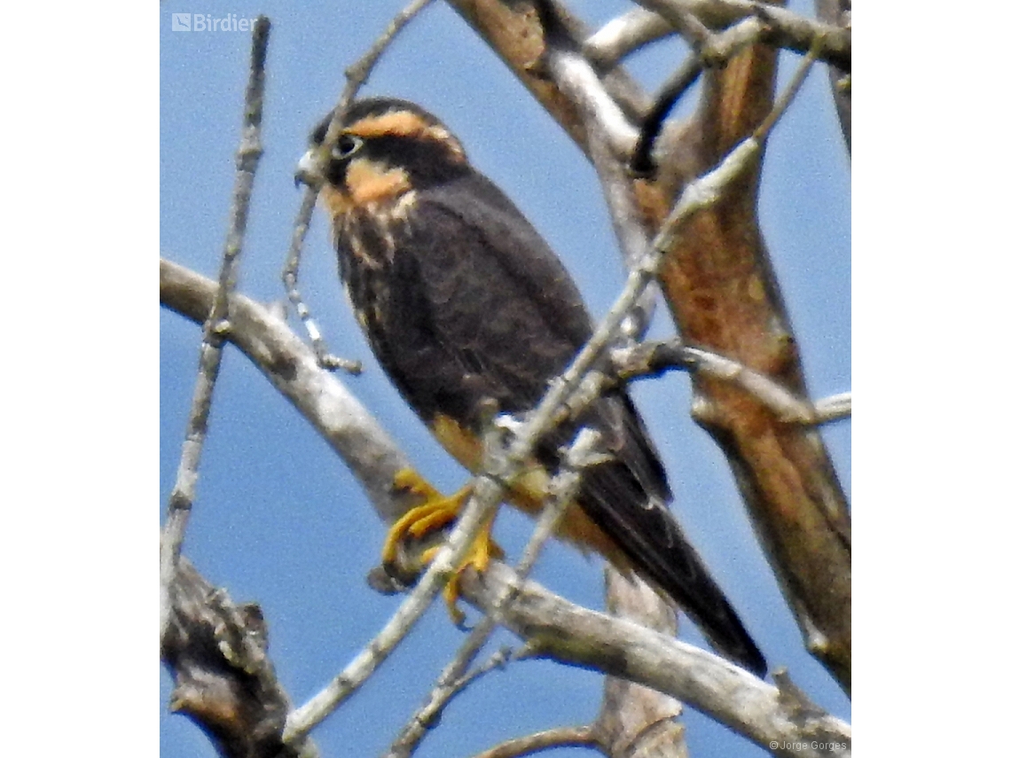 Falco femoralis