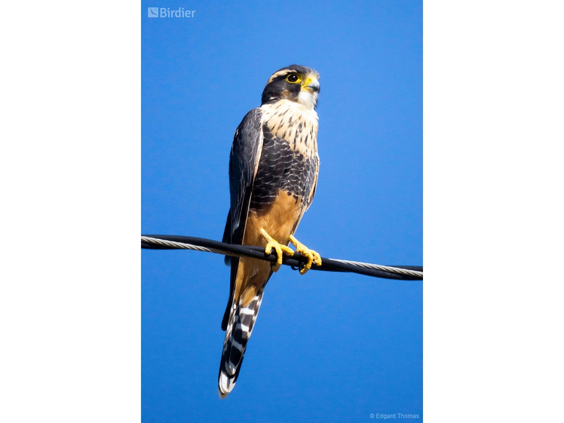 Falco femoralis