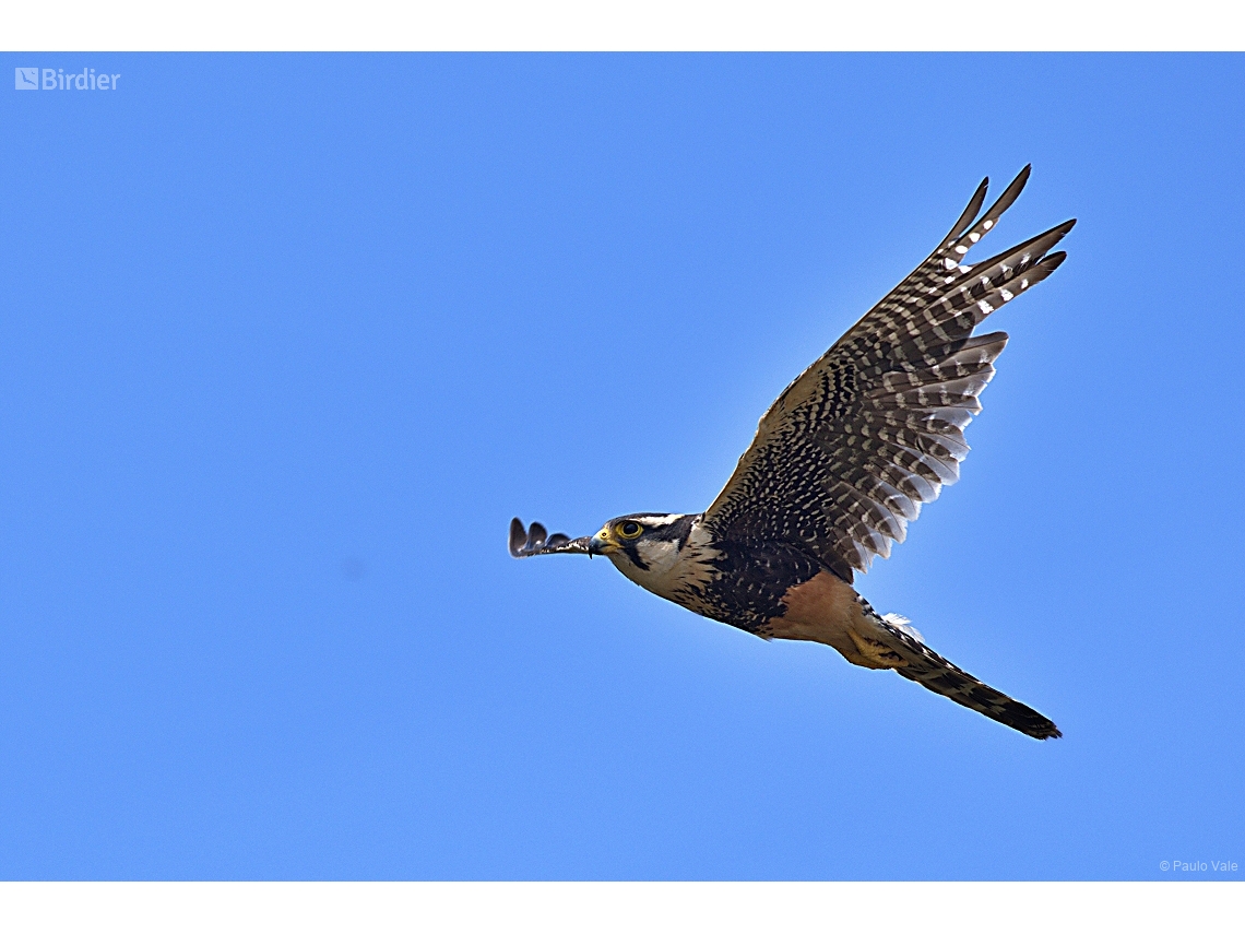 Falco femoralis