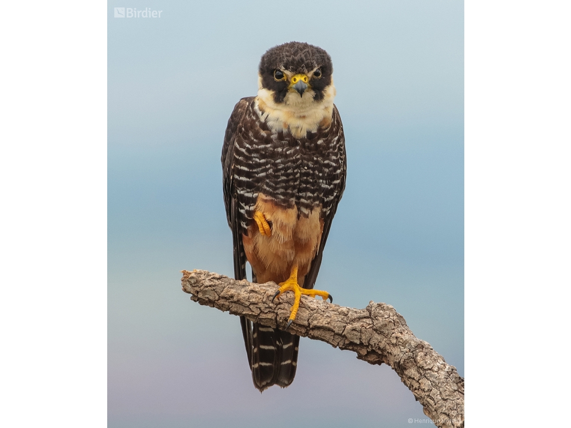 Falco rufigularis