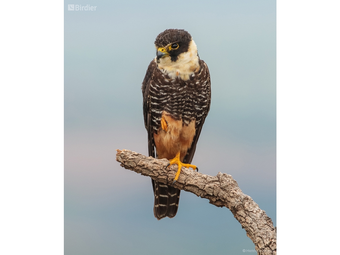 Falco rufigularis