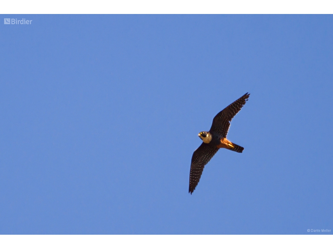 Falco rufigularis