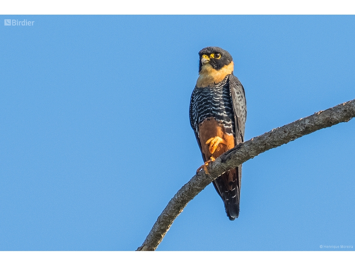 Falco rufigularis