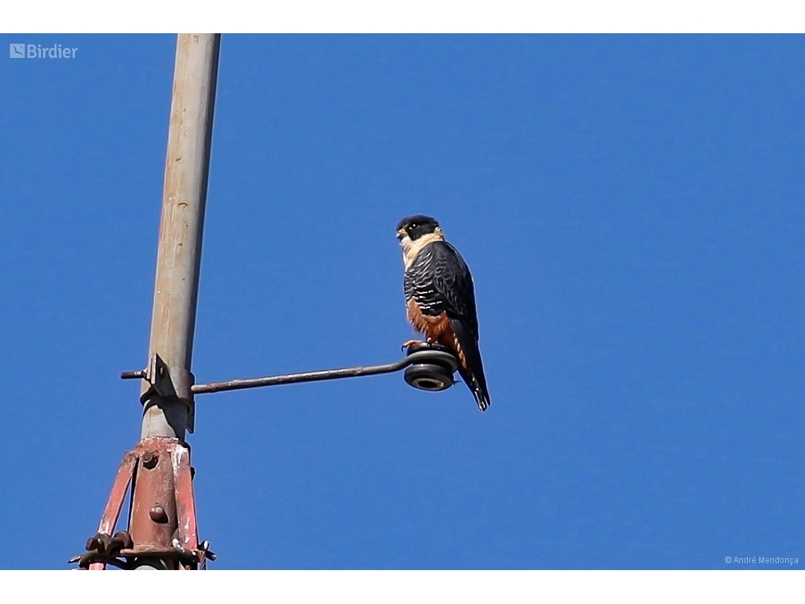 Falco rufigularis