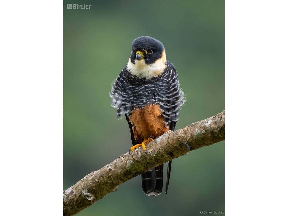 Falco rufigularis