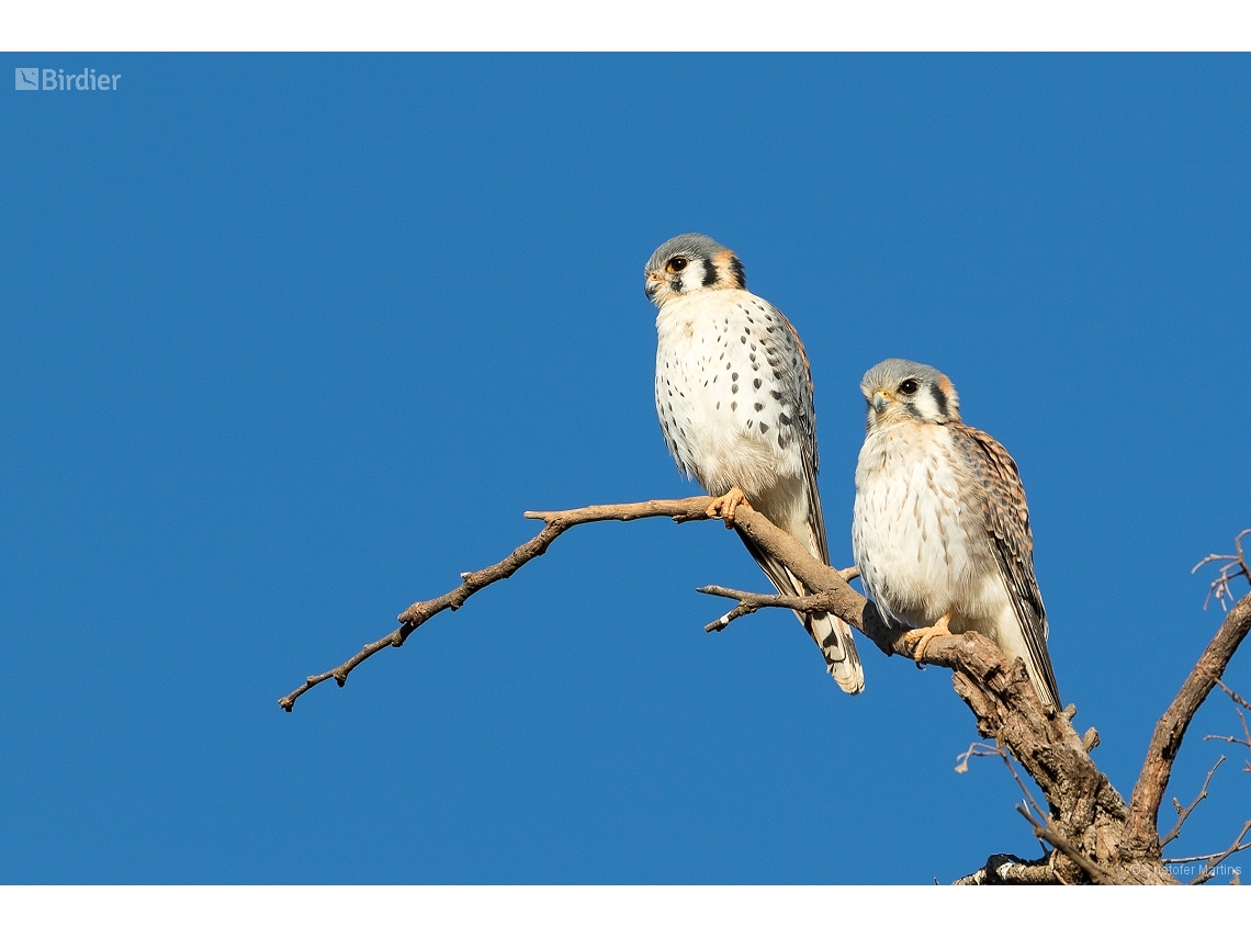 Falco sparverius