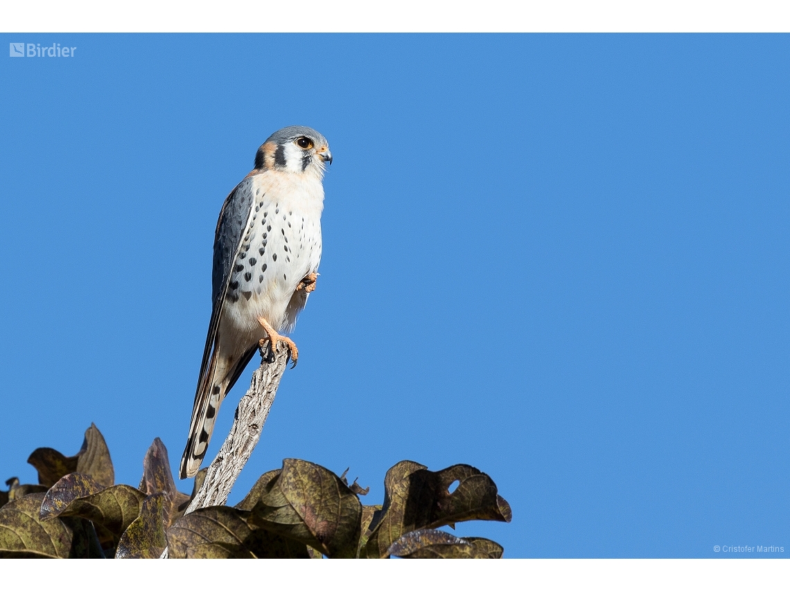 Falco sparverius