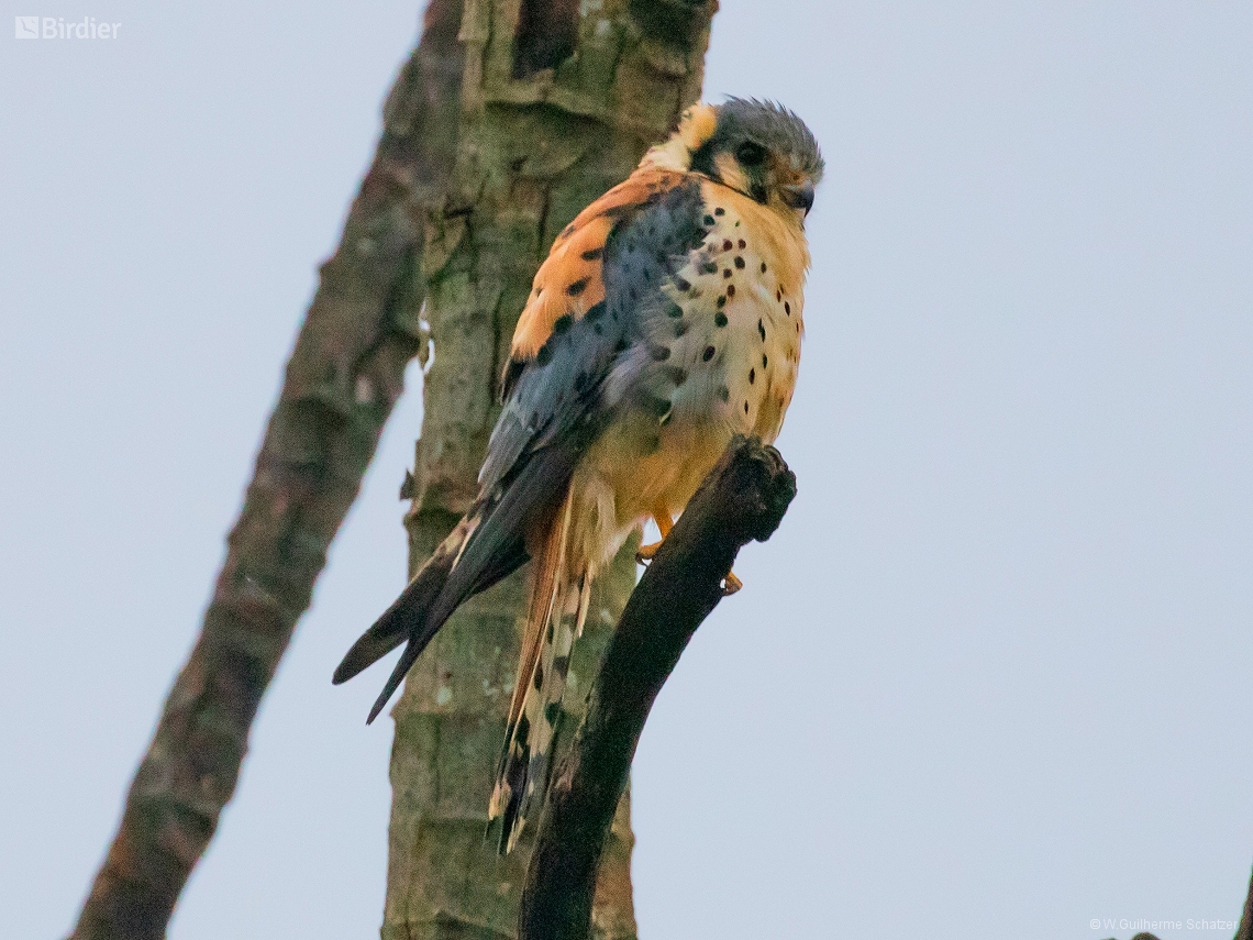 Falco sparverius