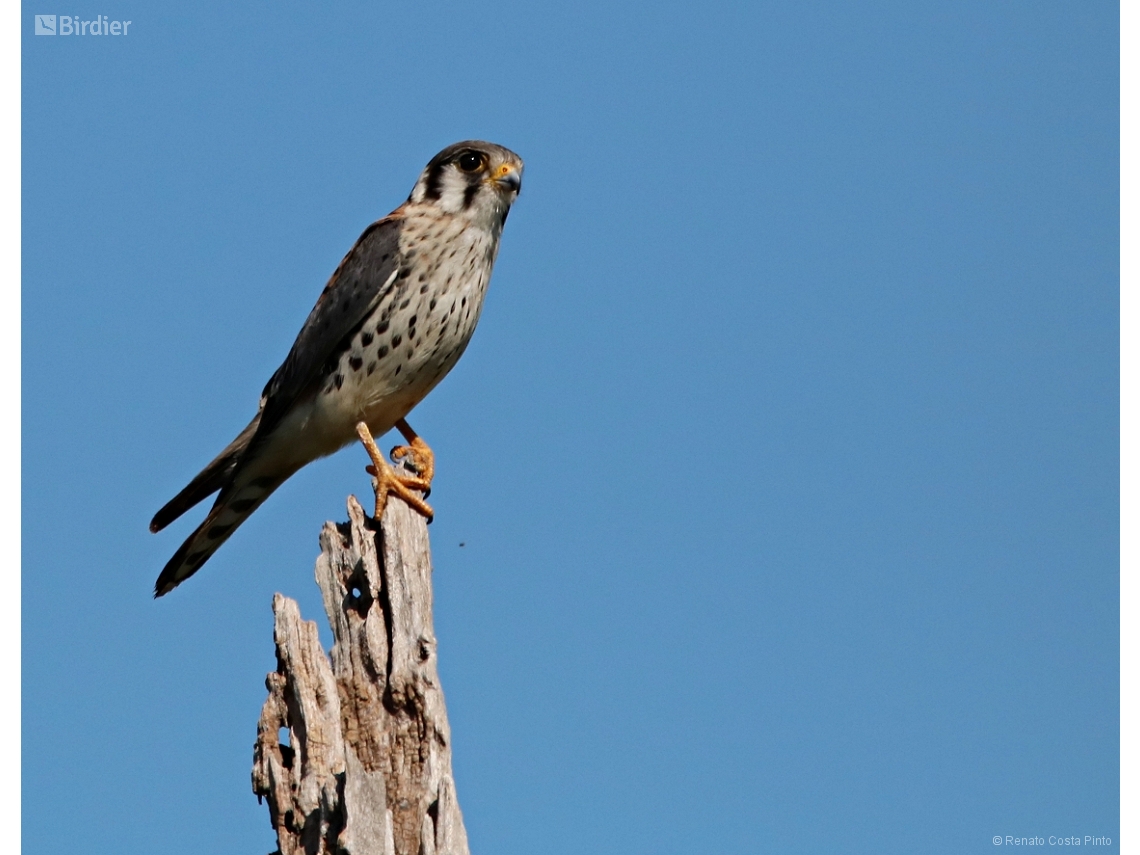 Falco sparverius