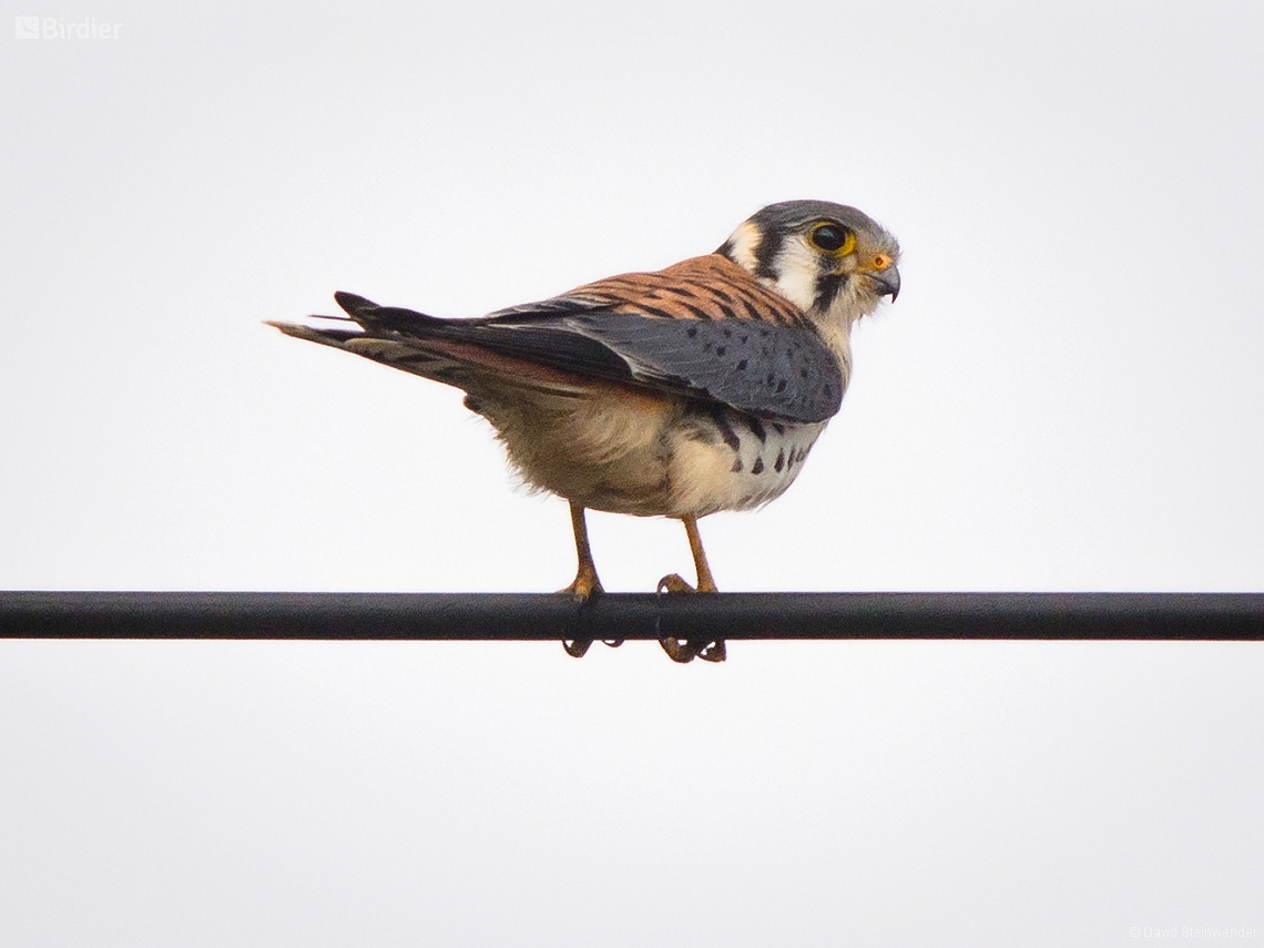 Falco sparverius
