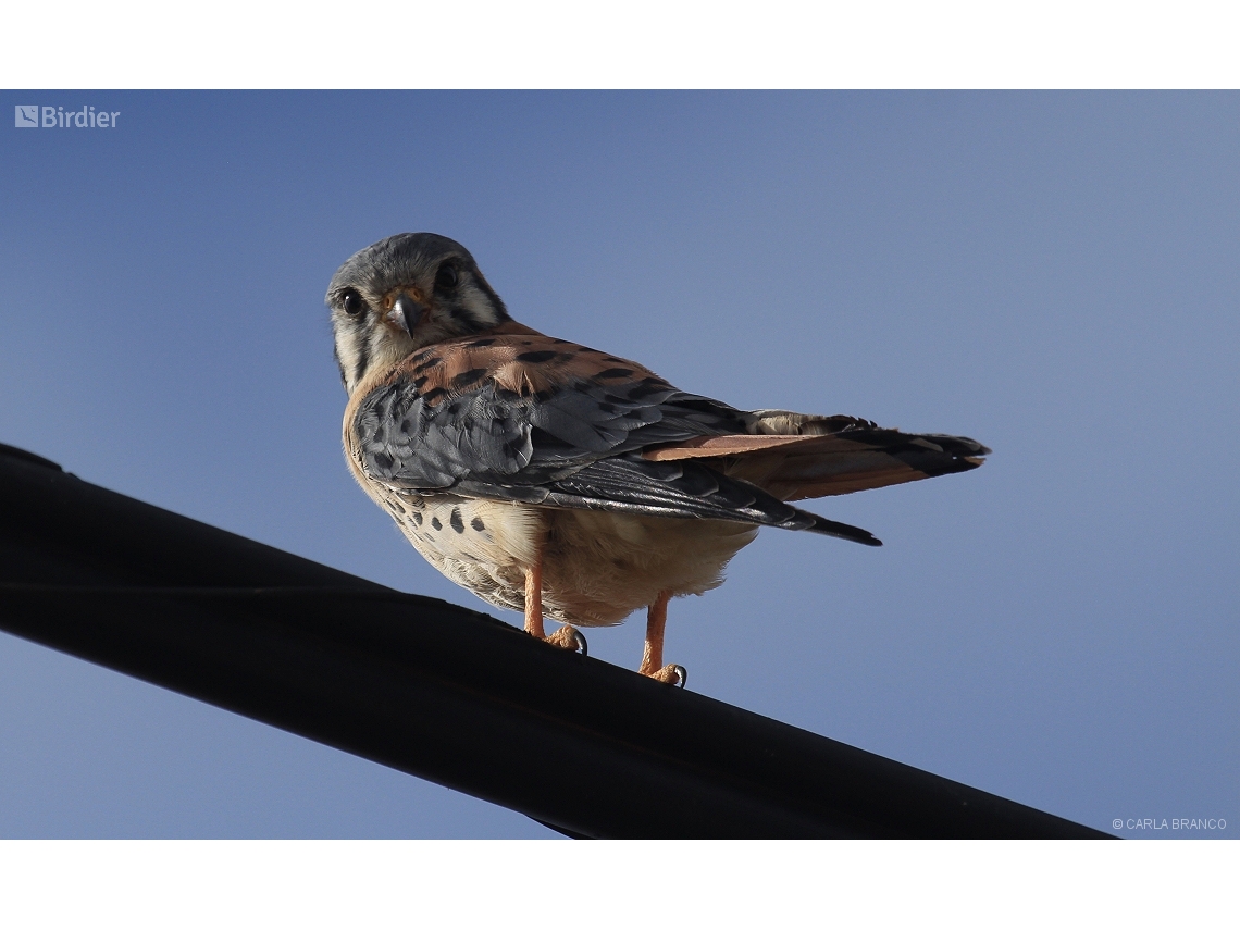 Falco sparverius