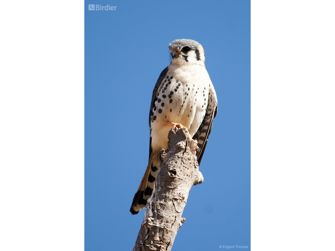 Falco sparverius