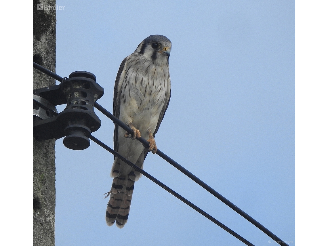 Falco sparverius