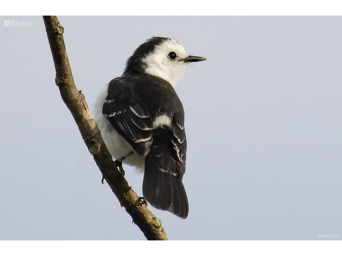 Fluvicola albiventer