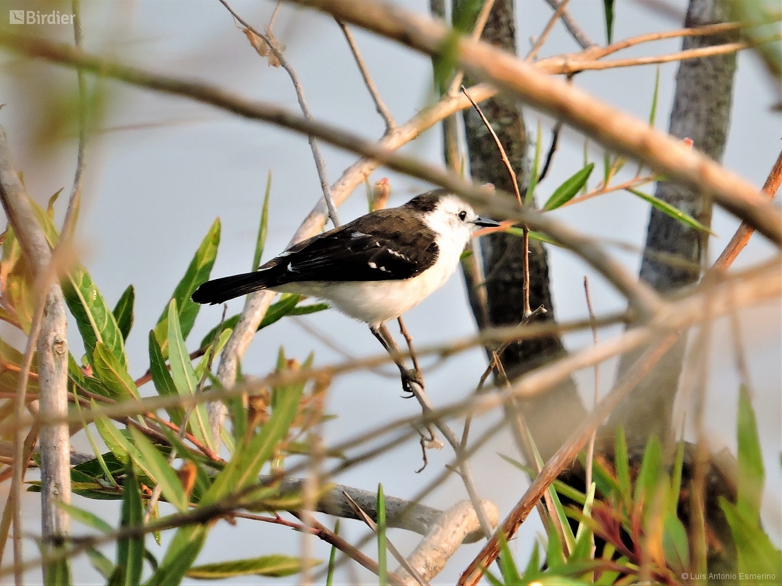Fluvicola albiventer