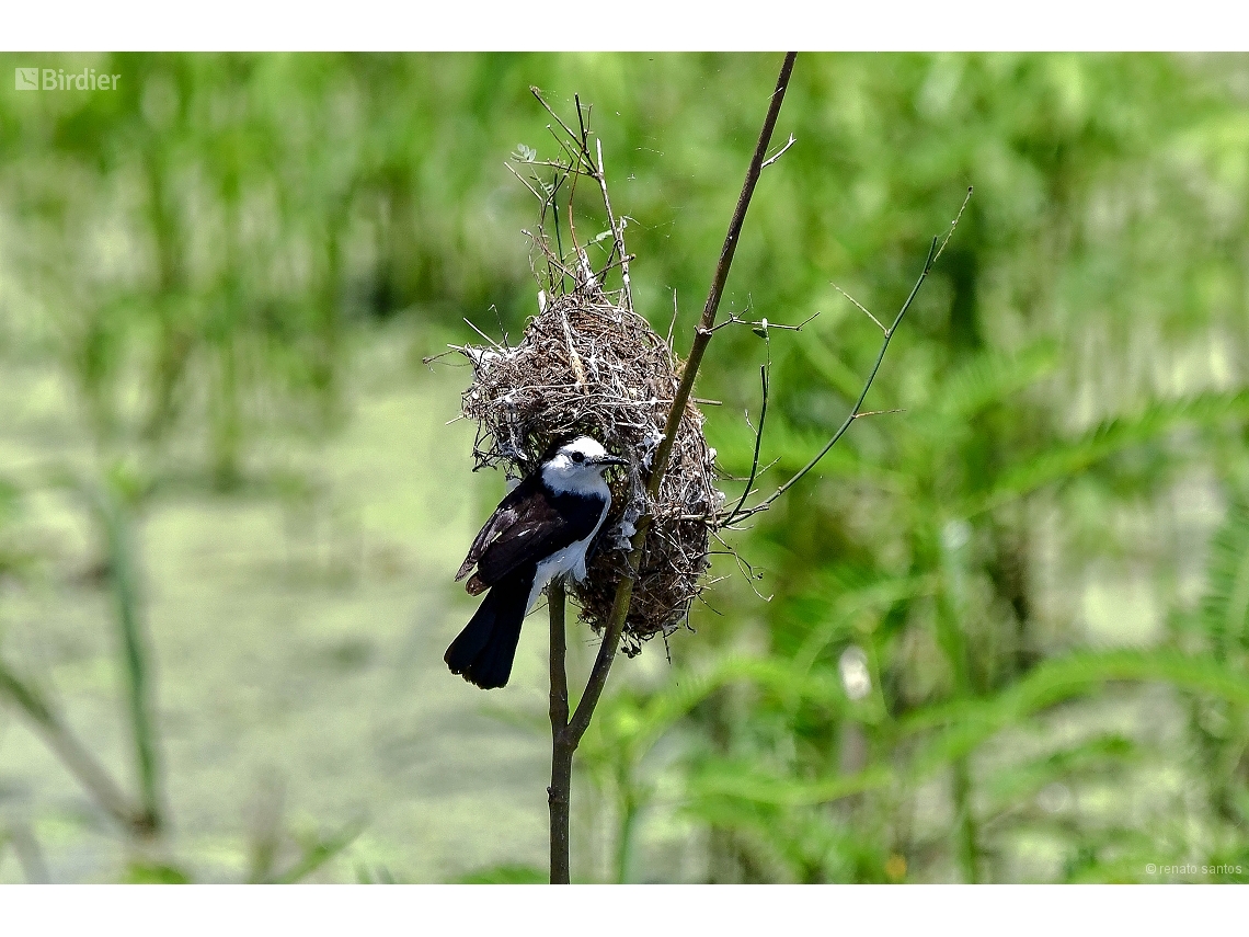 Fluvicola albiventer
