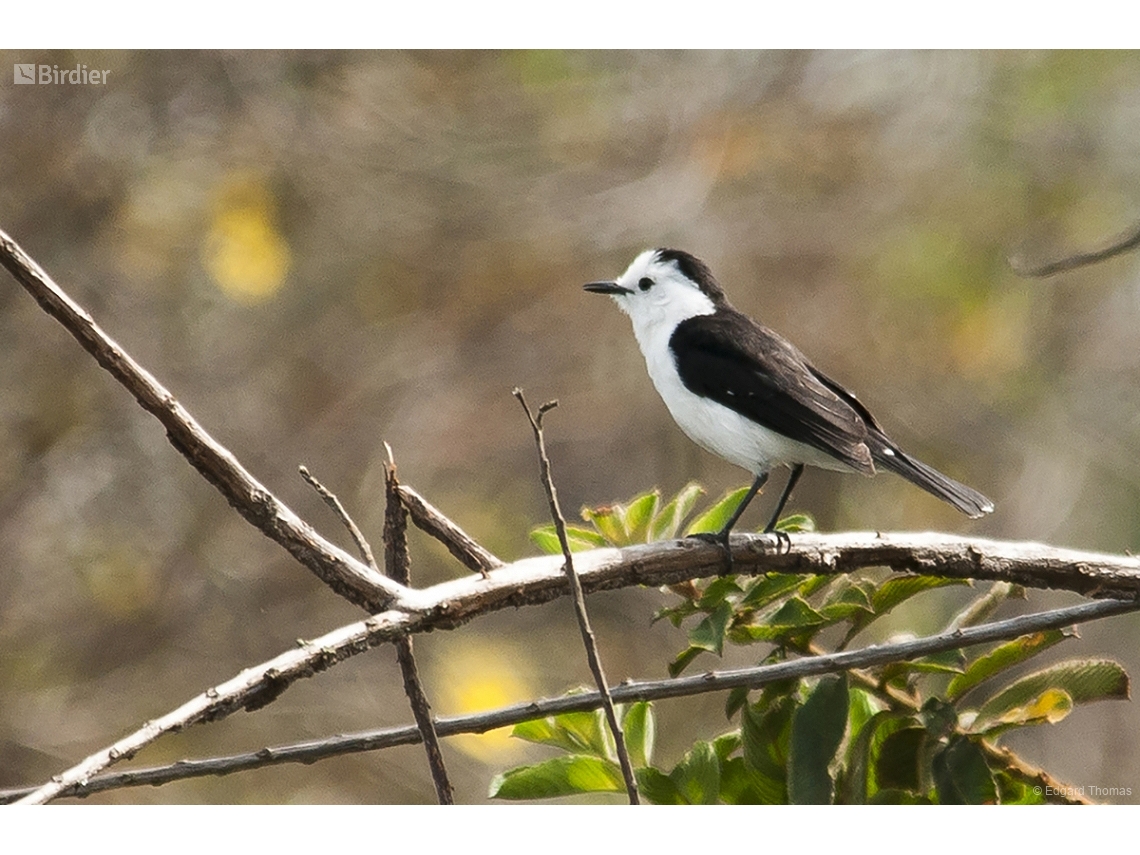 Fluvicola albiventer