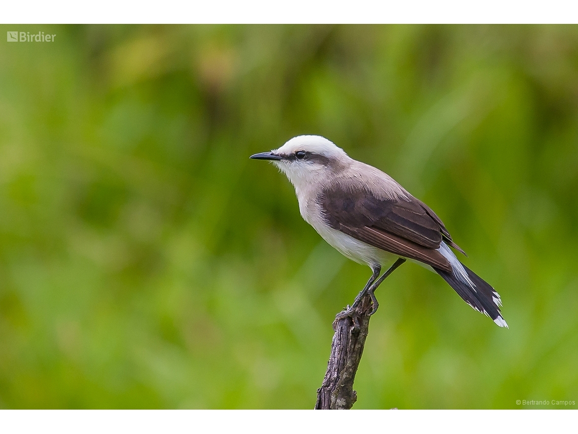 Fluvicola nengeta