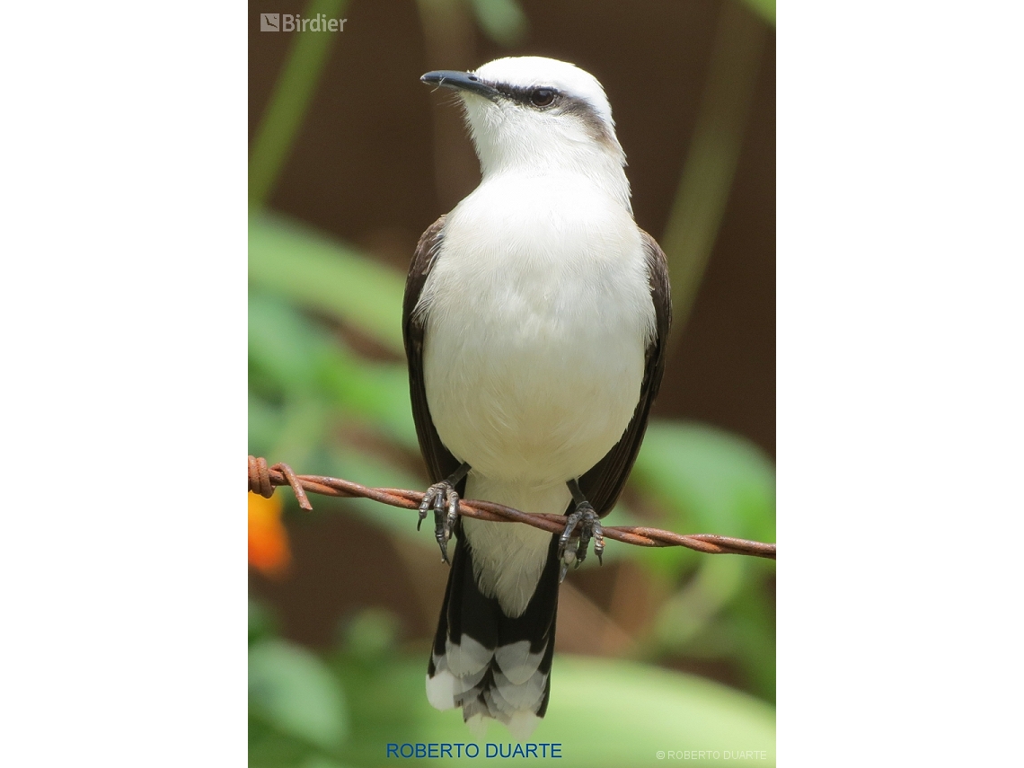 Fluvicola nengeta
