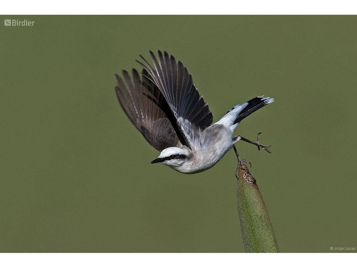 Fluvicola nengeta