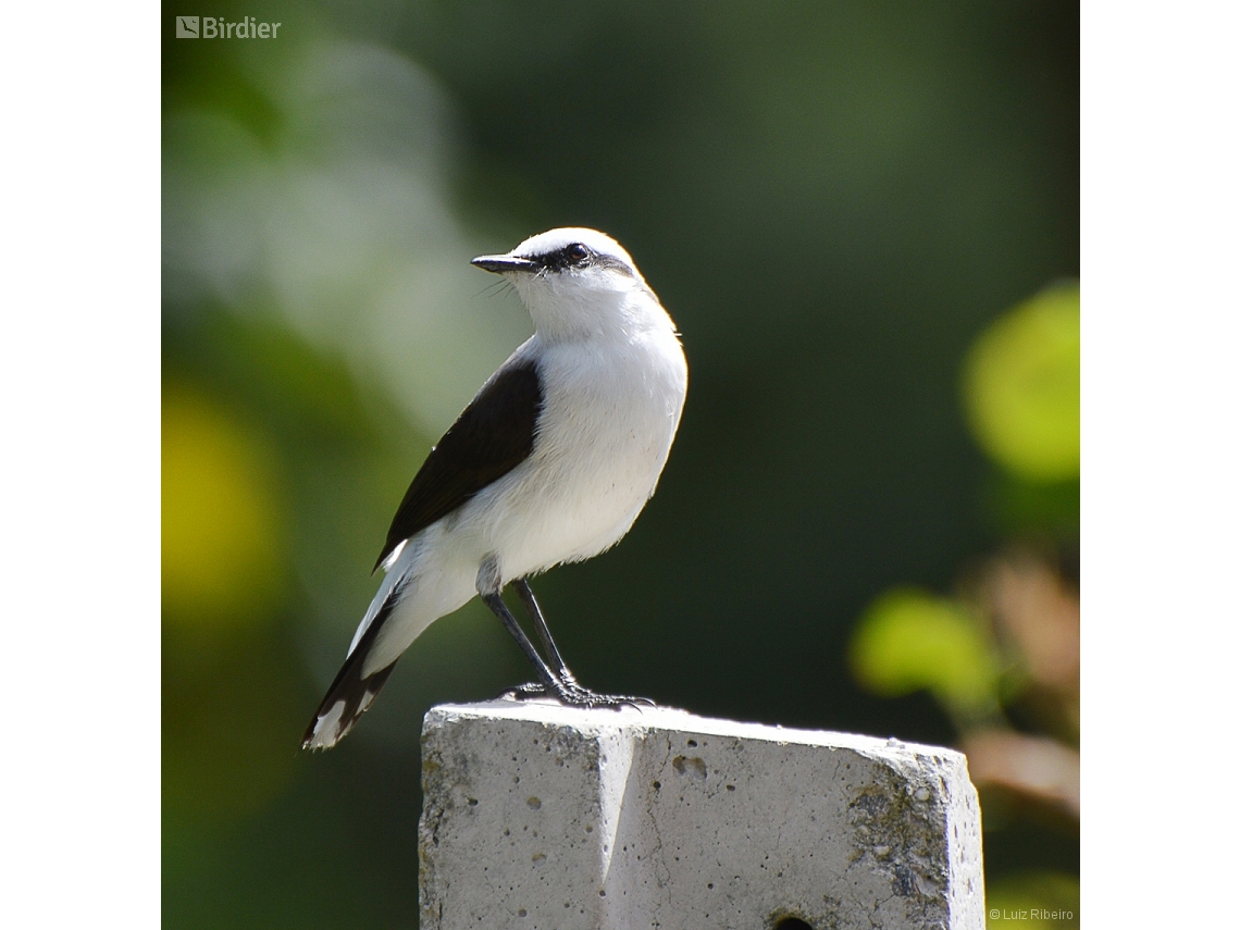 Fluvicola nengeta