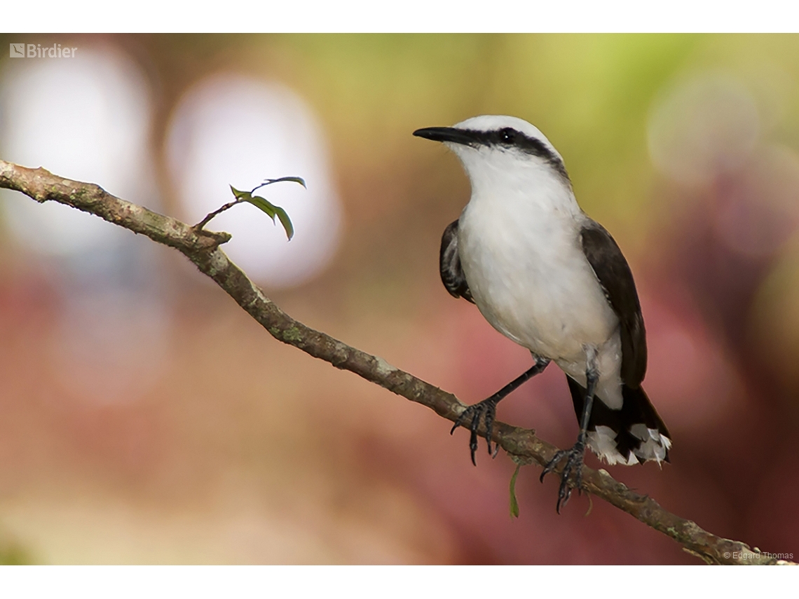 Fluvicola nengeta