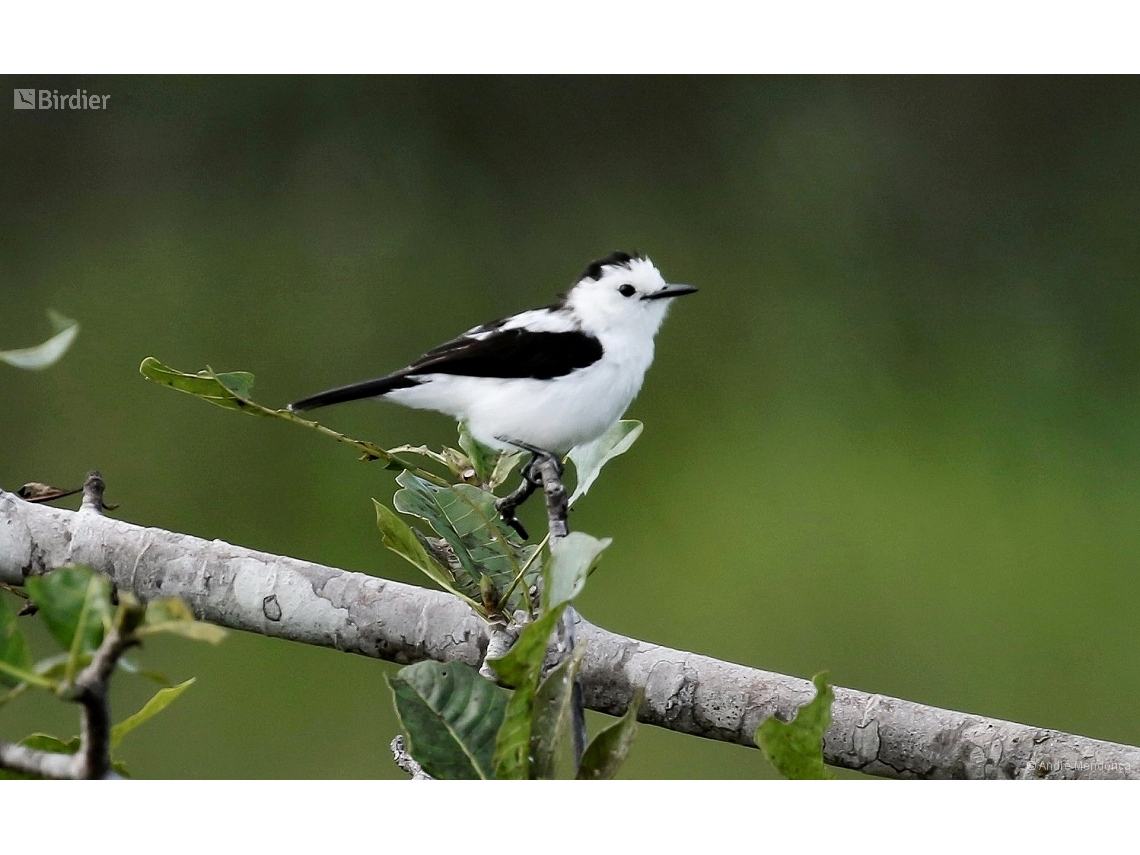 Fluvicola pica