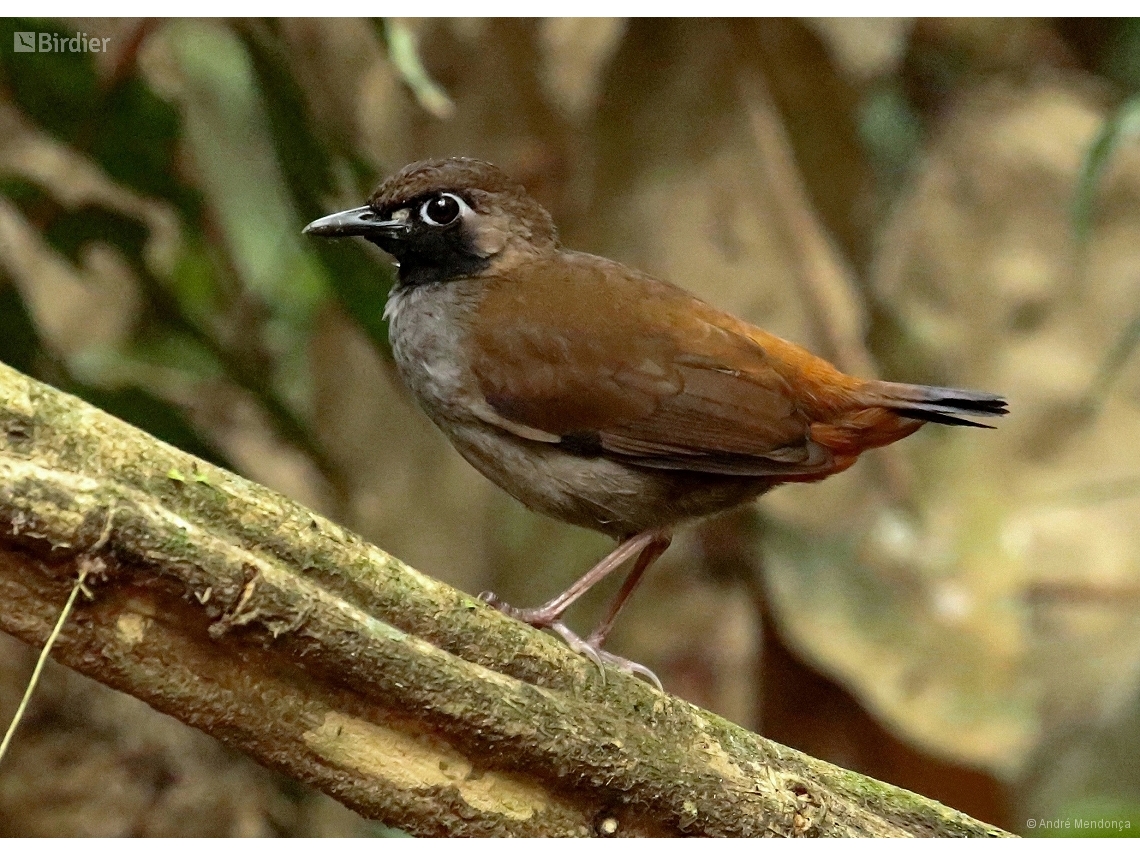 Formicarius analis