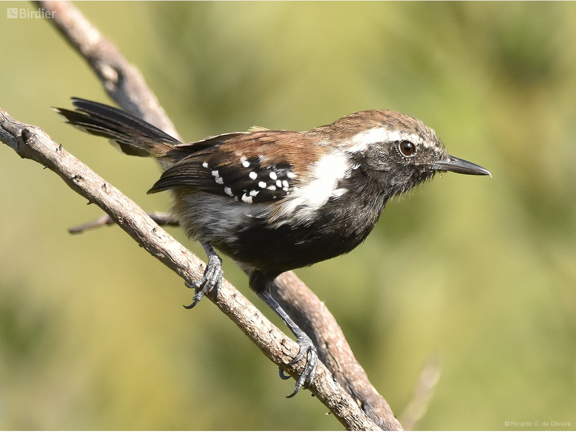 Formicivora grantsaui