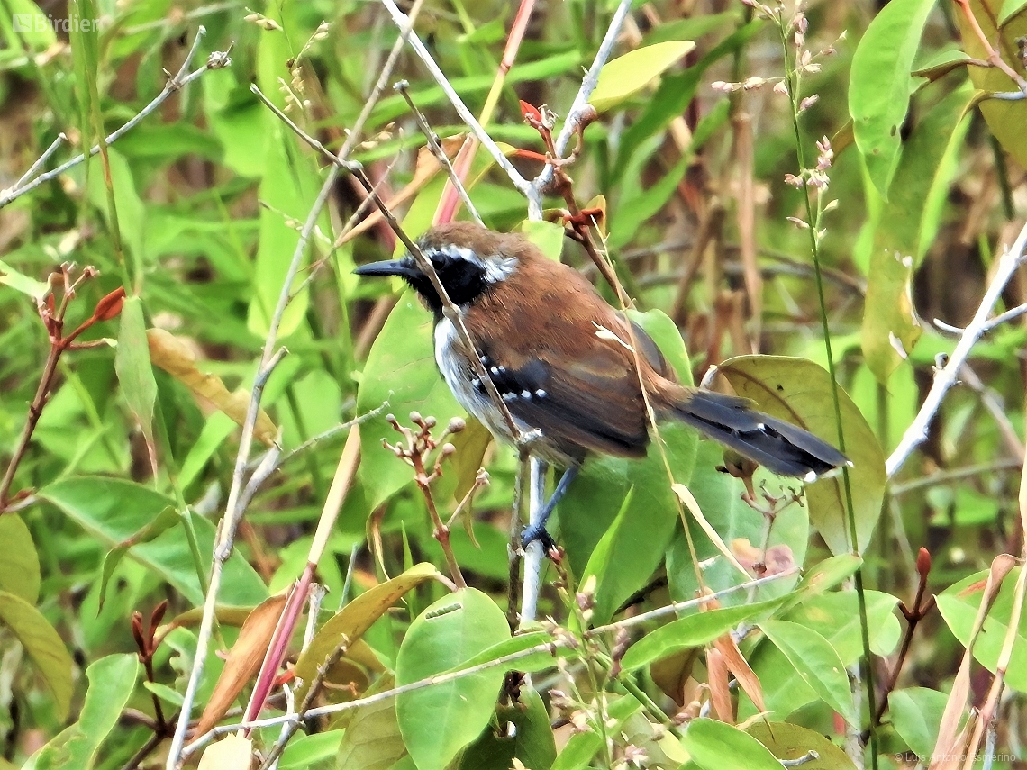 Formicivora grantsaui