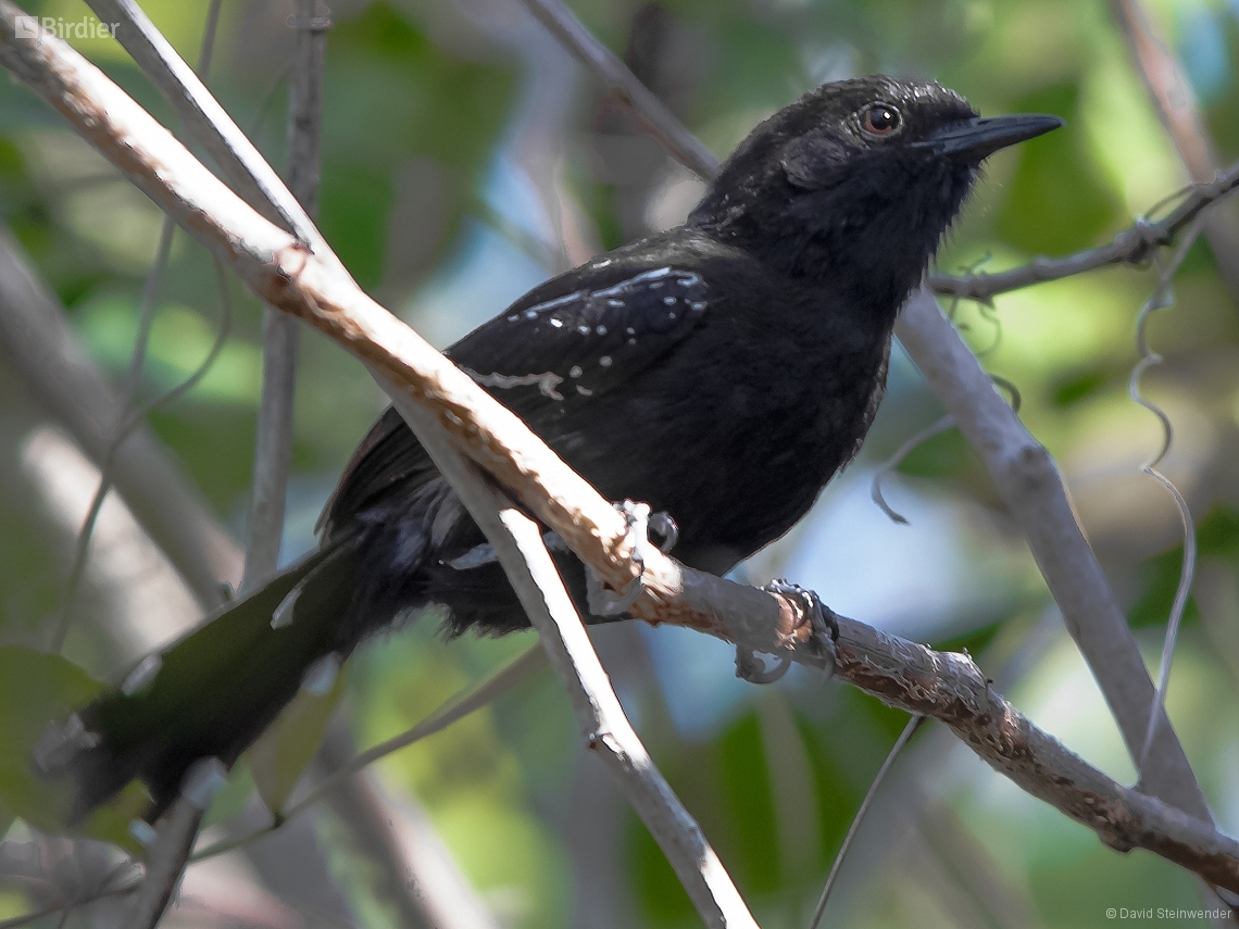 Formicivora littoralis
